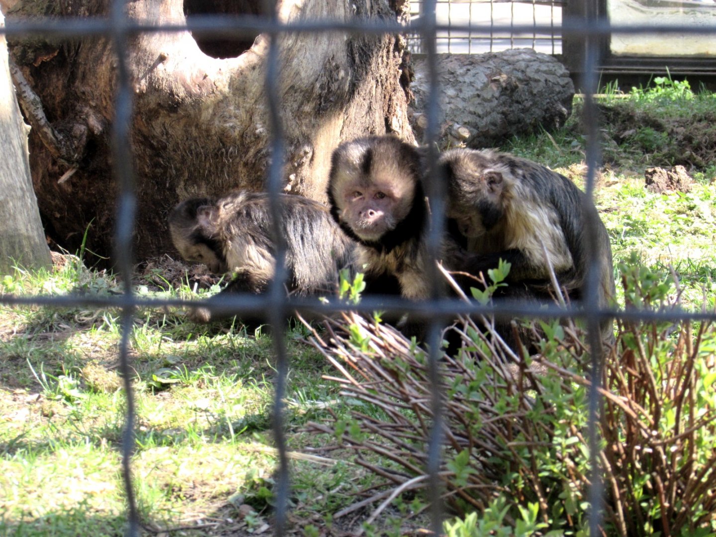 Golden-bellied capuchins