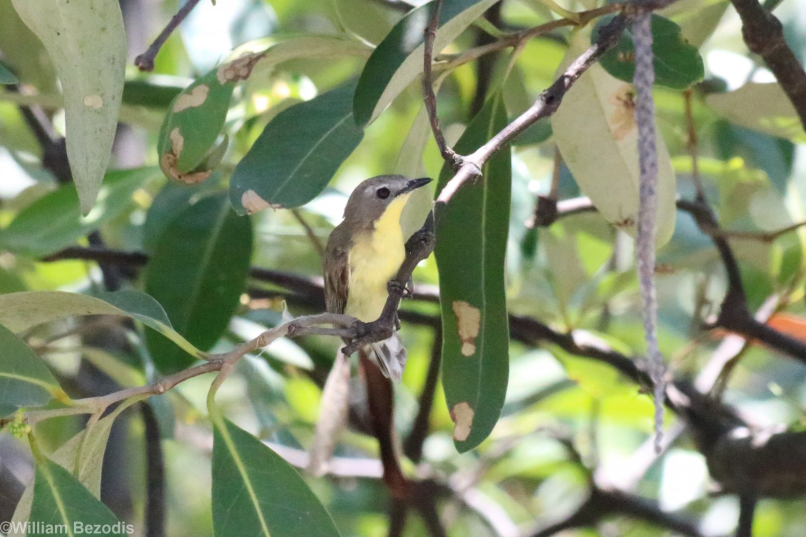 Golden-bellied Gerygone - Bang Poo