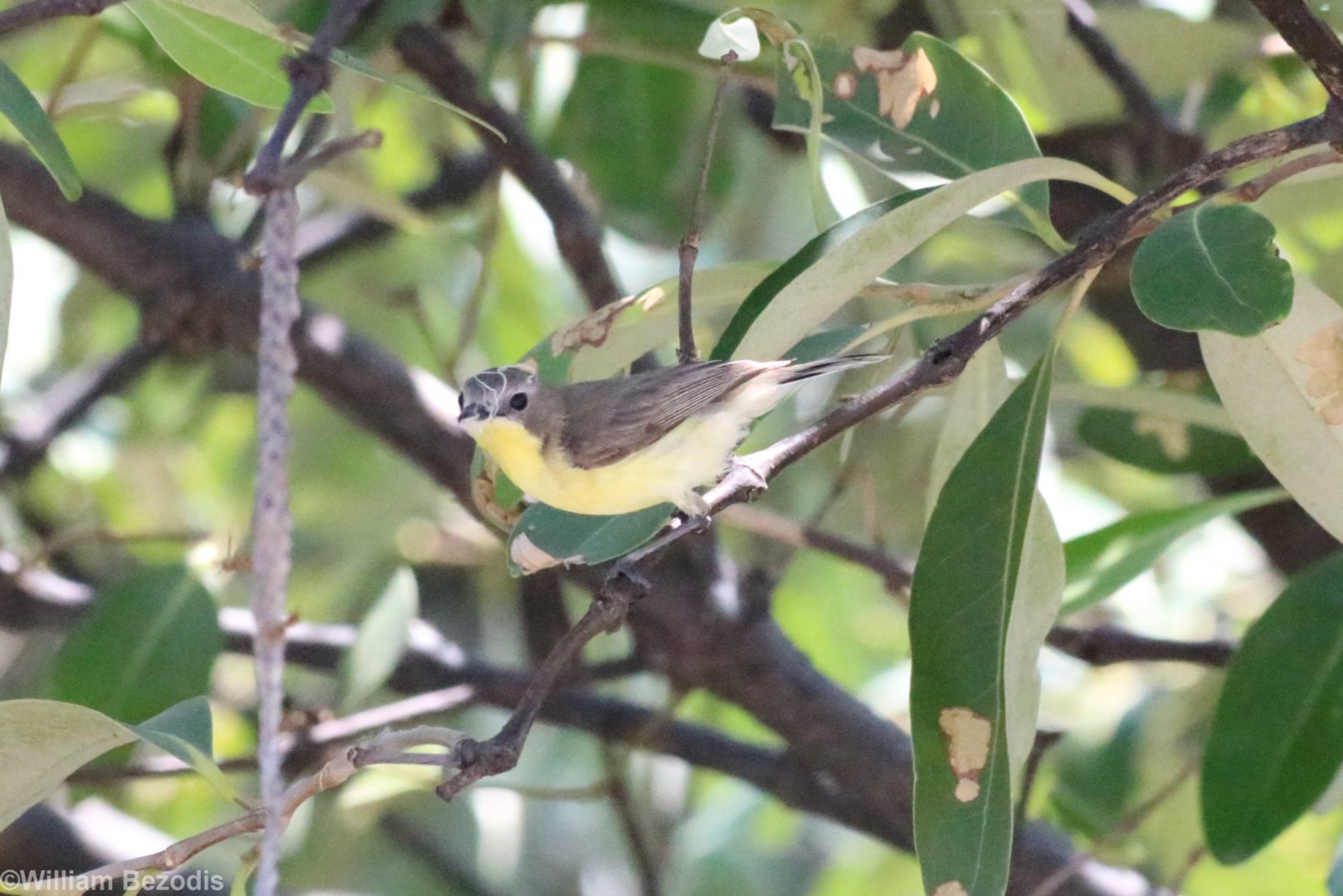 Golden-bellied Gerygone - Bang Poo