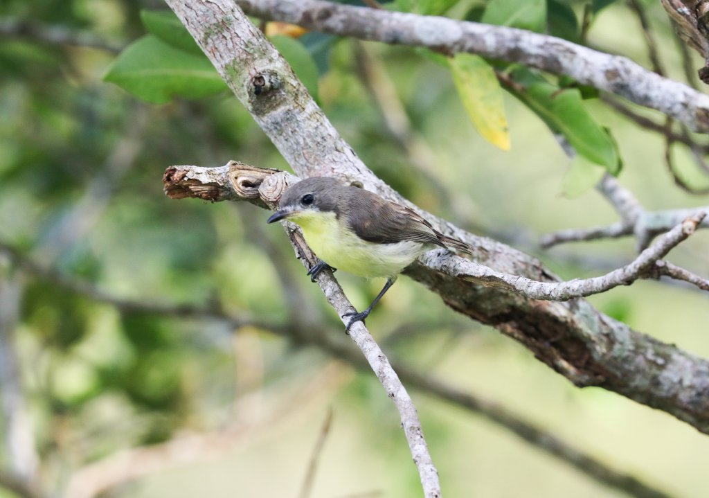 Golden-bellied Gerygone