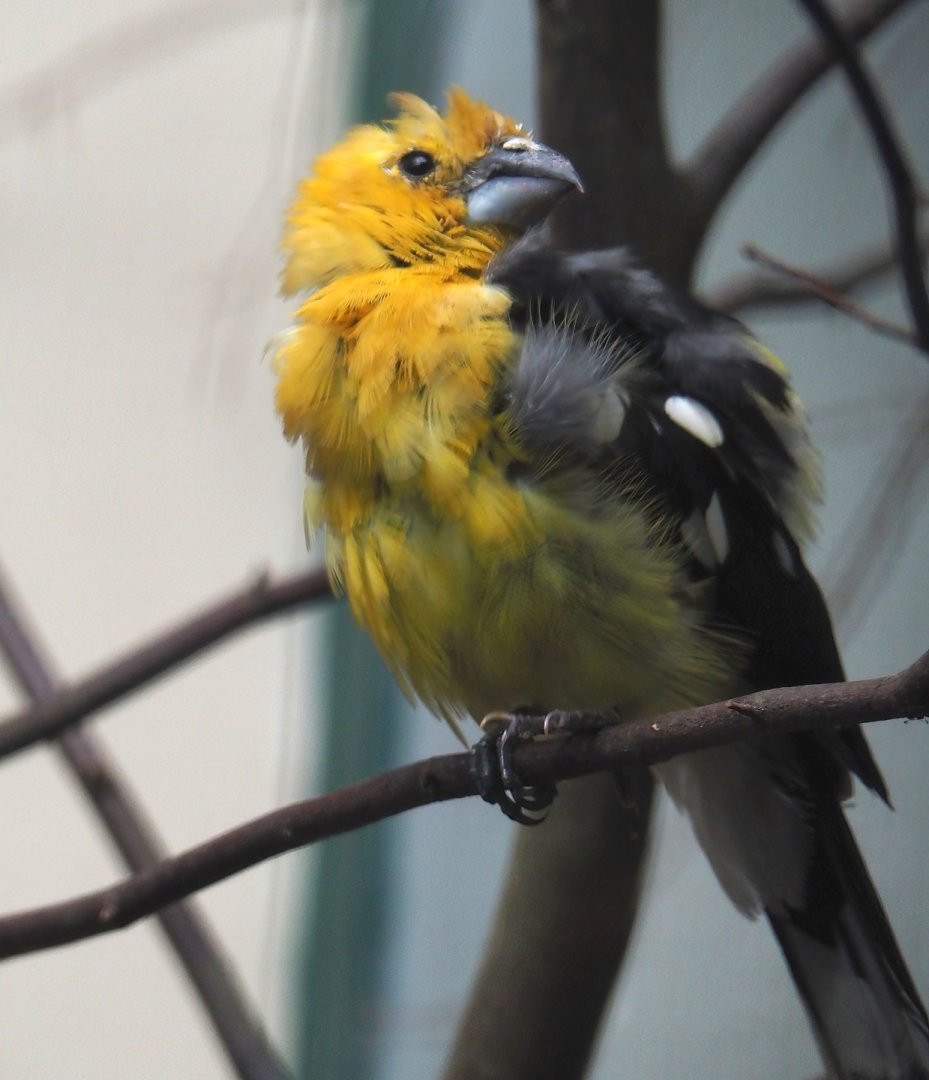 Golden-bellied grosbeak (Pheucticus chrysogaster), 2024-05-22