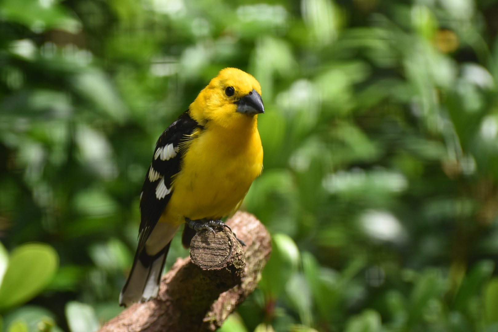 Golden-bellied Grosbeak Pheucticus chrysogaster