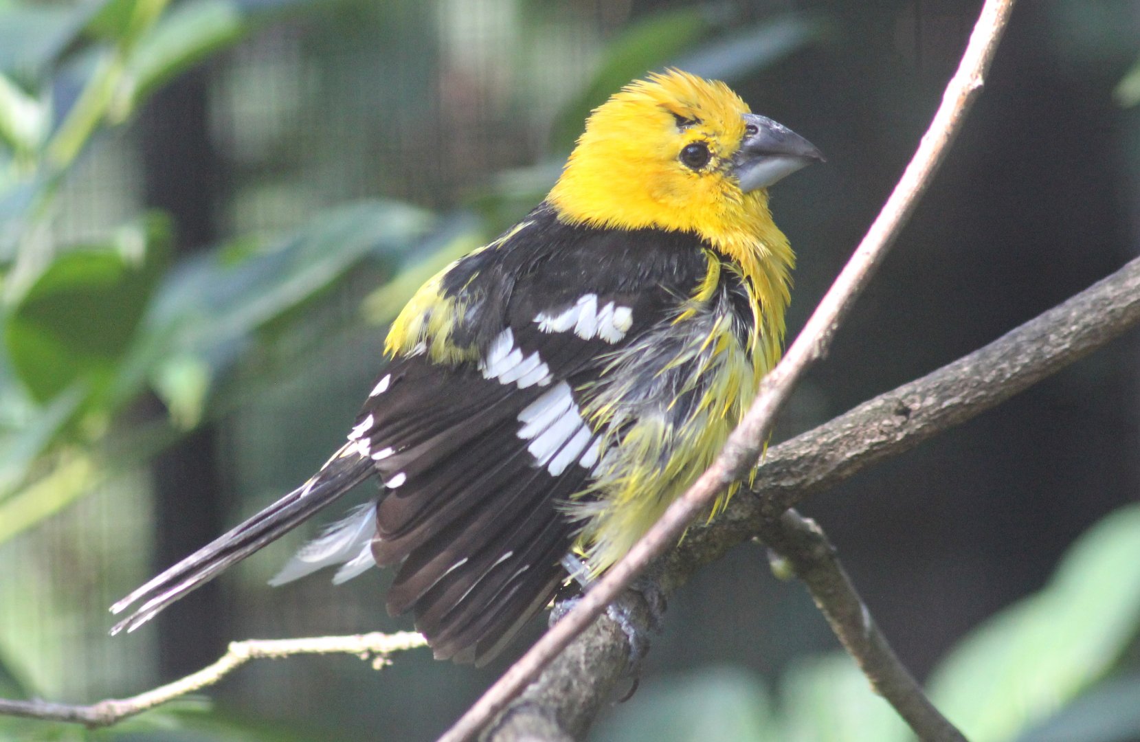 Golden-bellied grosbeak