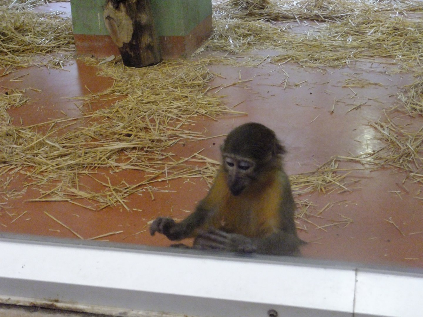 Golden-bellied mangabey 1.