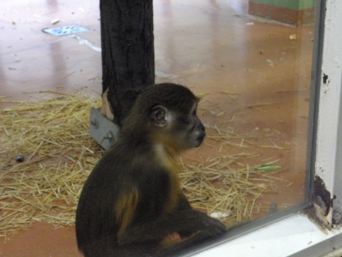 Golden-bellied mangabey 2.