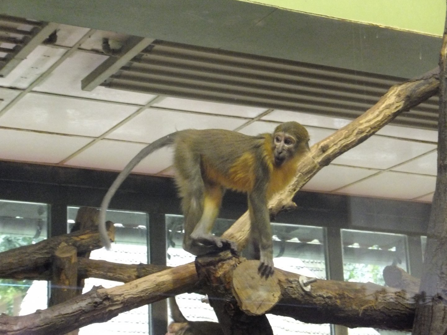 Golden-bellied mangabey 3.