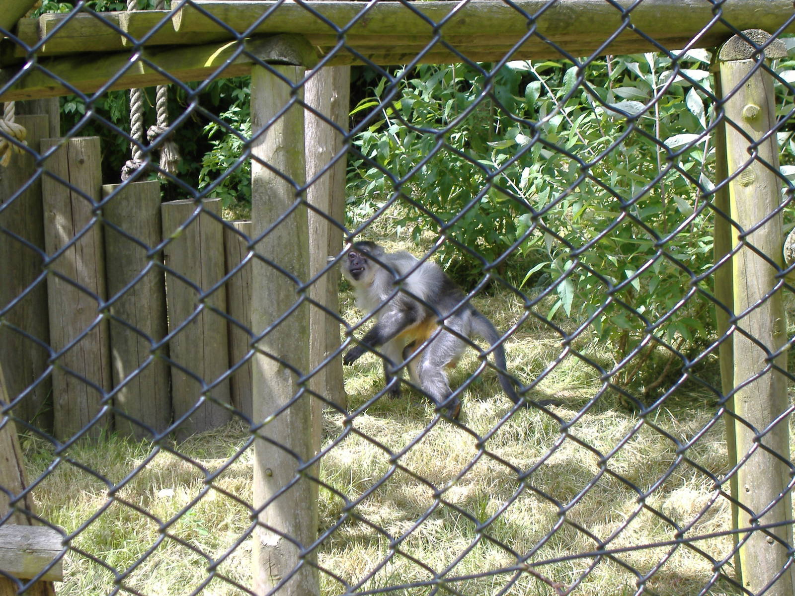Golden-bellied mangabey at Port Lympne Wild Animal Park, 16 May 2009