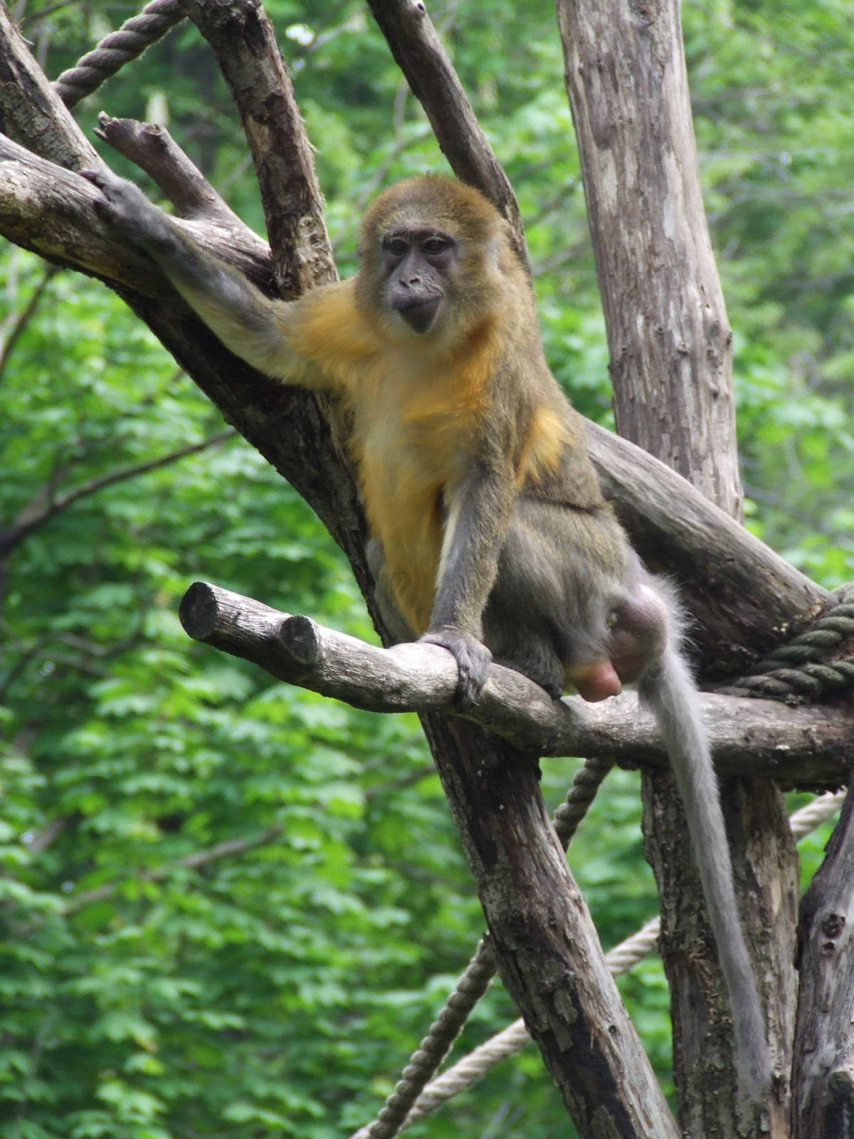 Golden-bellied mangabey @ Budapest Zoo