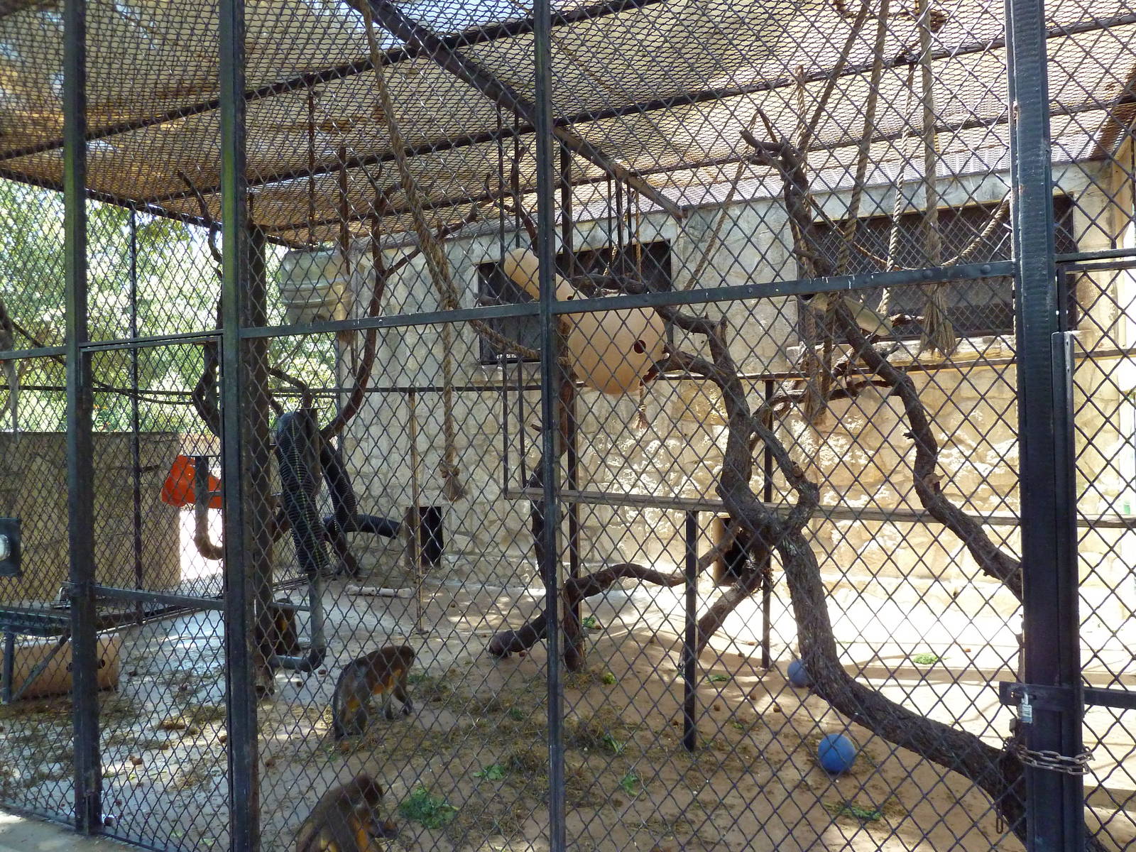 Golden-Bellied Mangabey Cage