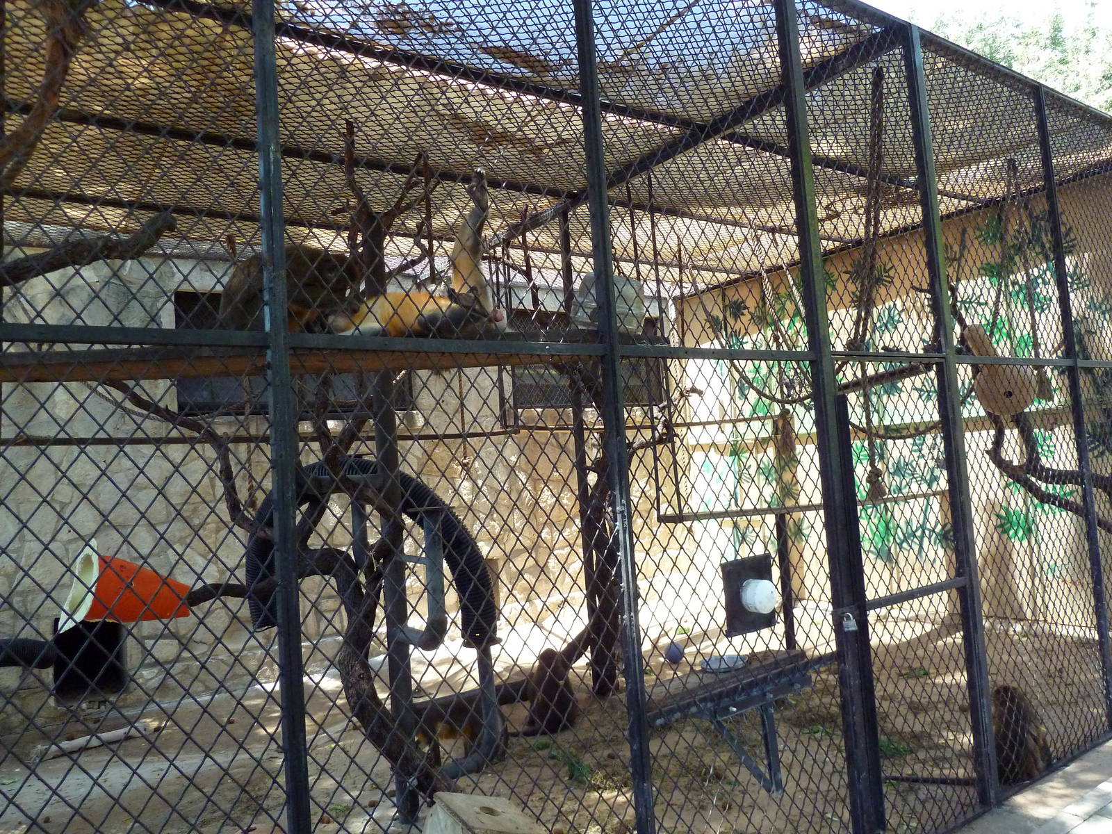 Golden-Bellied Mangabey Cage