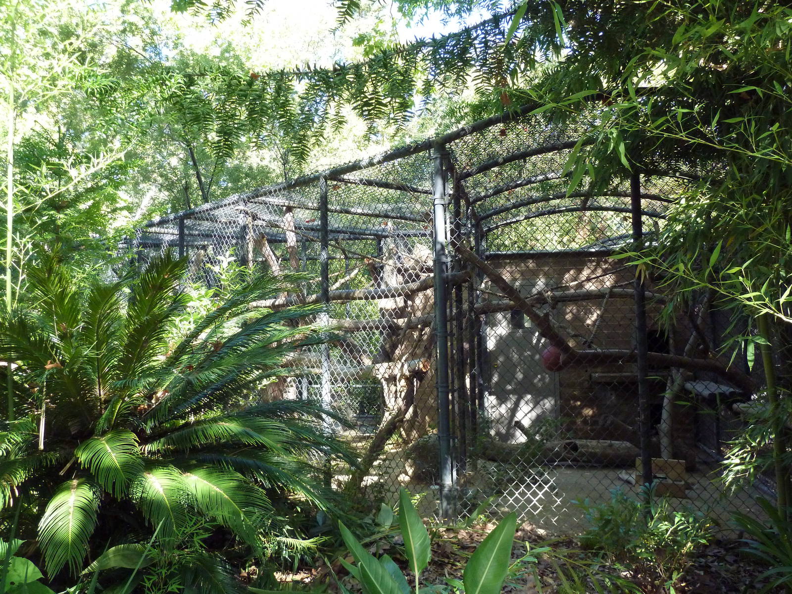 Golden-Bellied Mangabey Cage