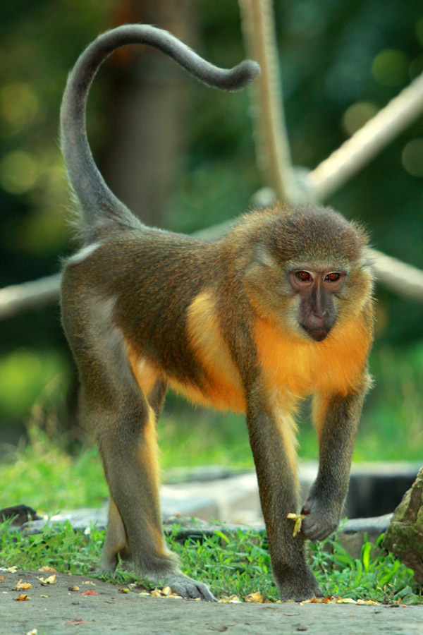 Golden-bellied Mangabey (Cercocebus chrysogaster)