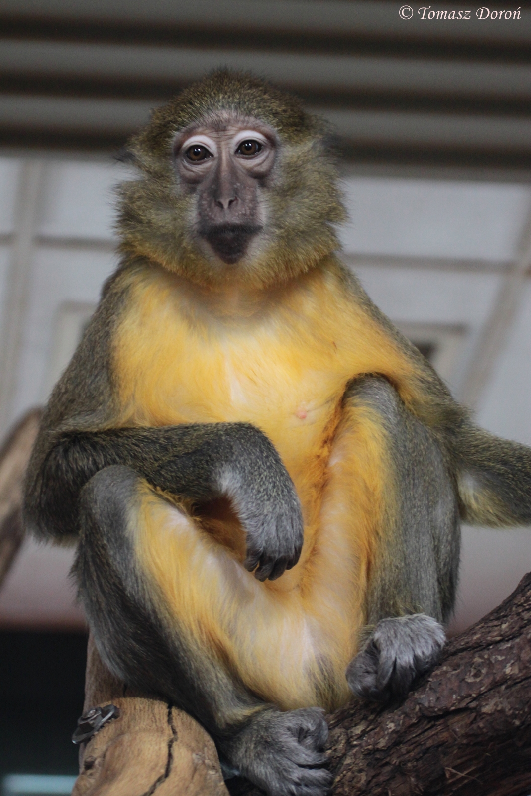 Golden-bellied Mangabey (Cercocebus chrysogaster)
