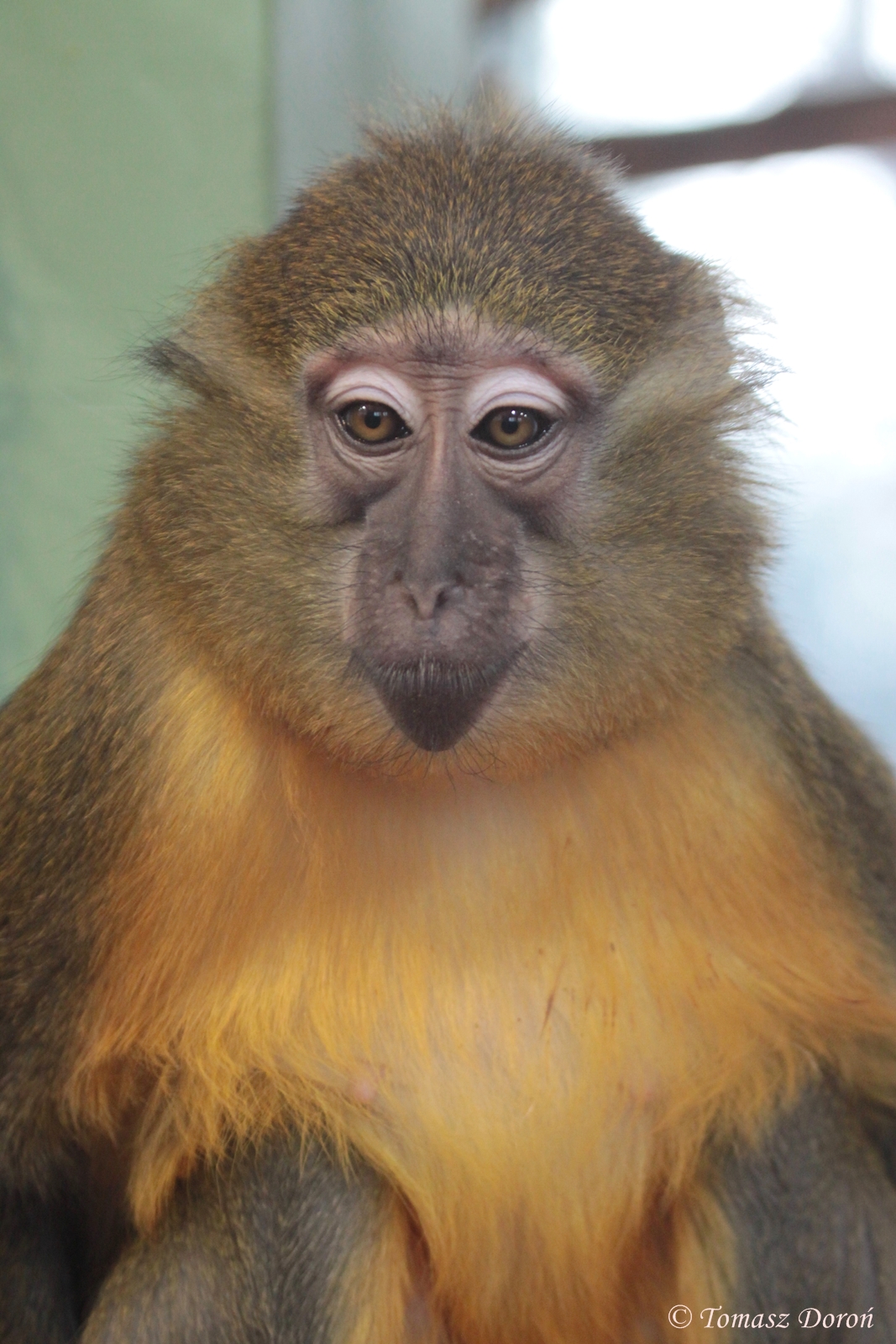 Golden-bellied Mangabey (Cercocebus chrysogaster)
