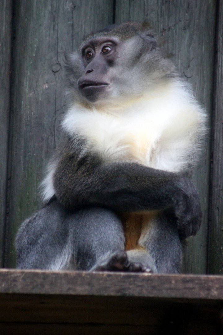 Golden-bellied Mangabey (Cercocebus chrysogaster)