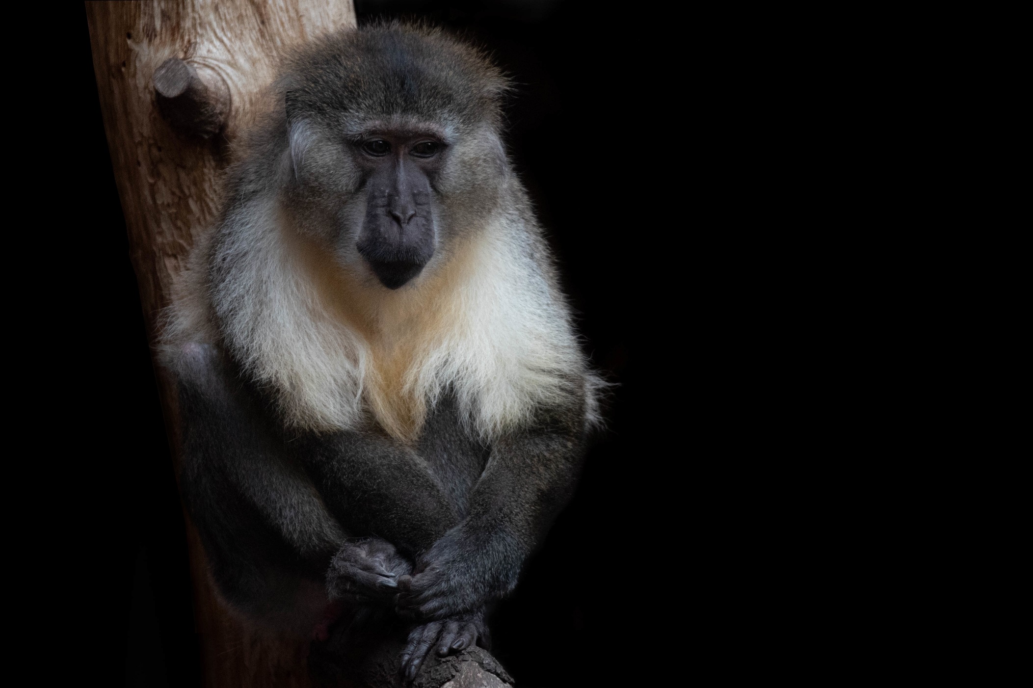 Golden-bellied mangabey - Cercocebus chrysogaster