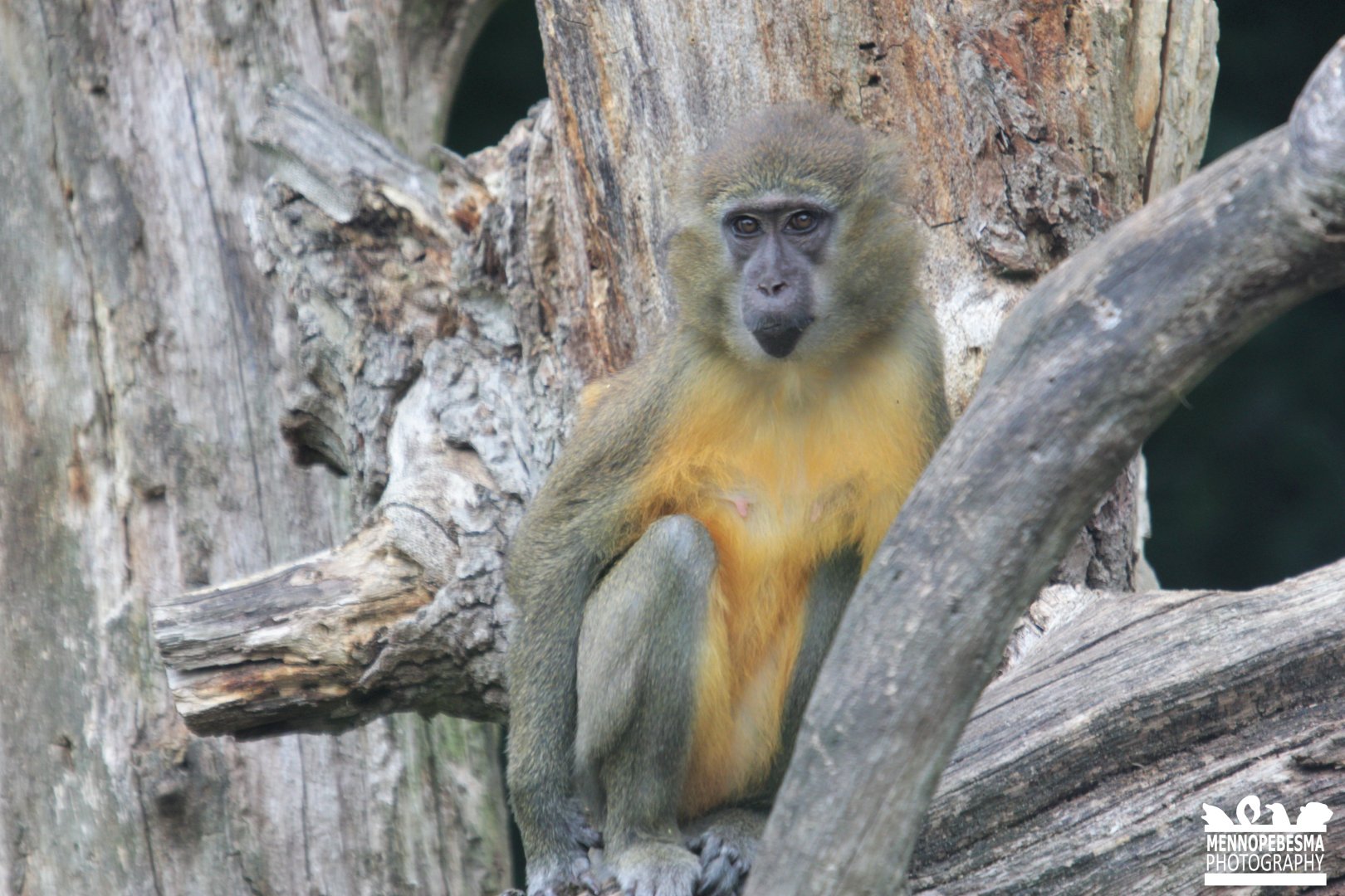 Golden-bellied mangabey (Cercocebus chrysogaster)