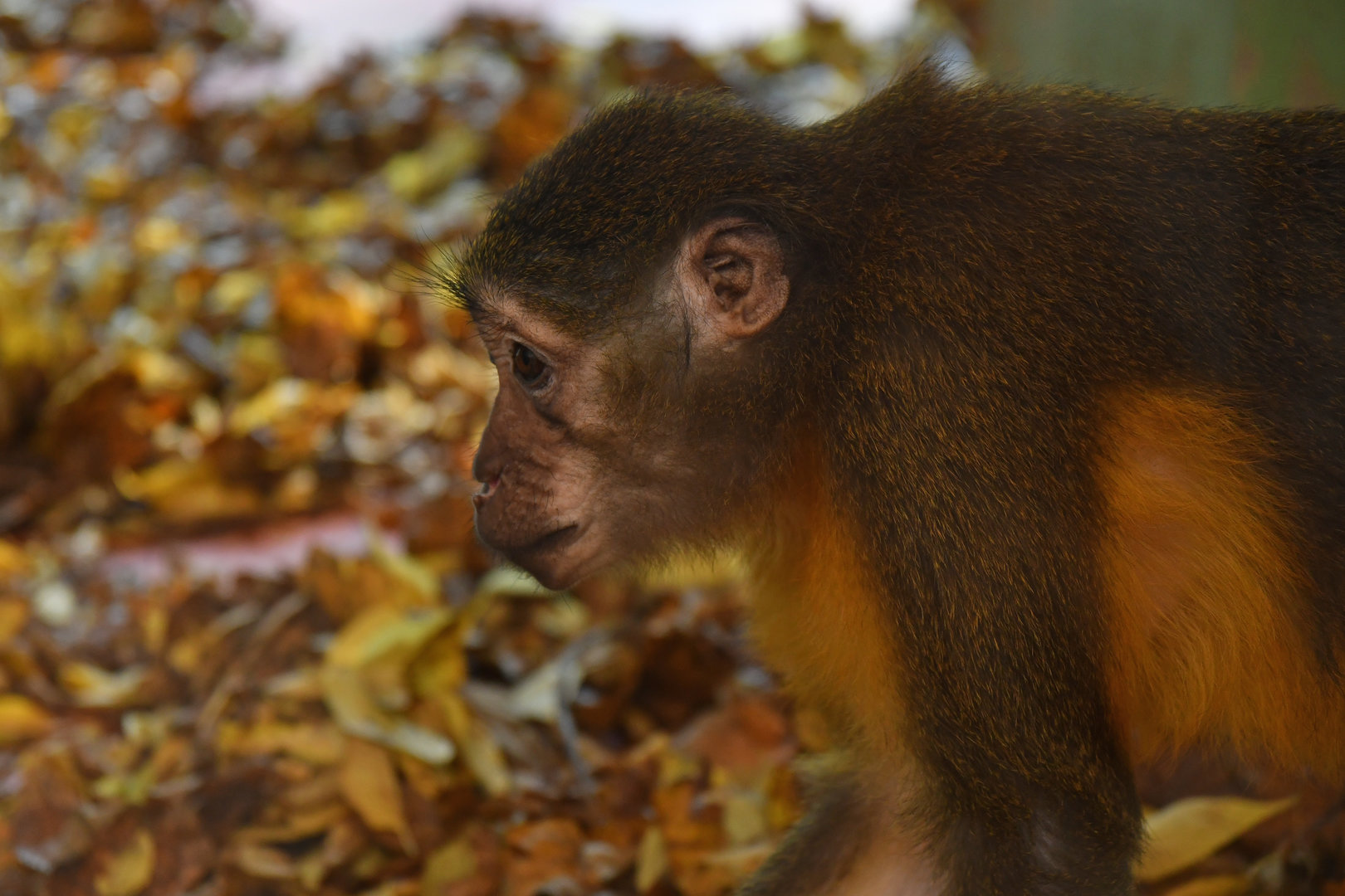 Golden-bellied mangabey Cercocebus chrysogaster