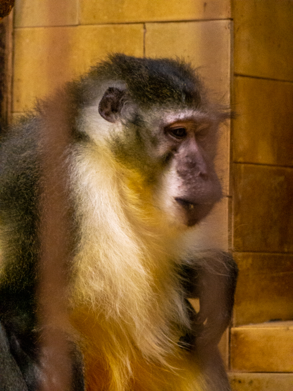 Golden-bellied mangabey (Cercocebus chrysogaster)