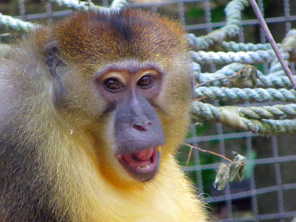 Golden-bellied Mangabey Close-Up