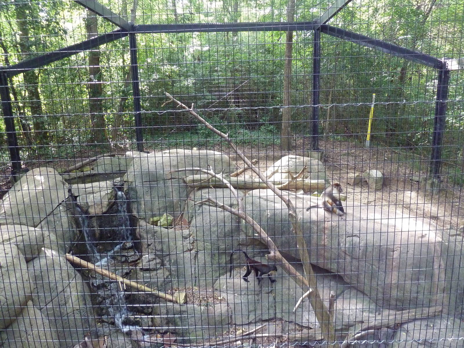 Golden-Bellied Mangabey/Diana Monkey Exhibit