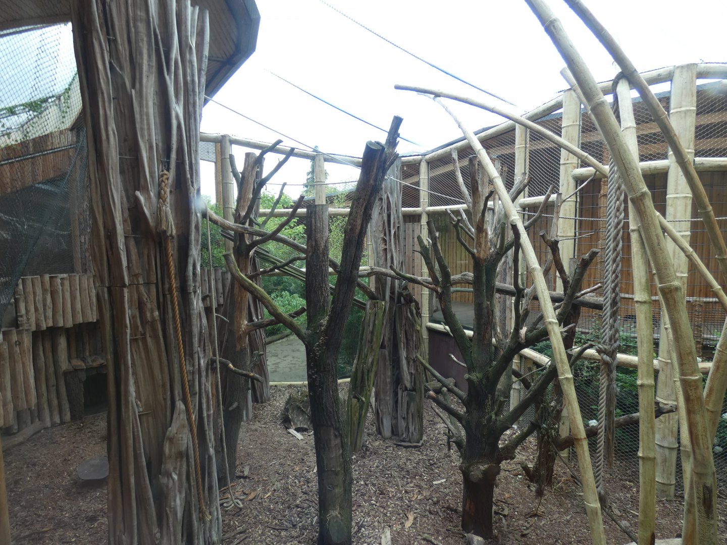 Golden-bellied Mangabey enclosure in Mandrill House