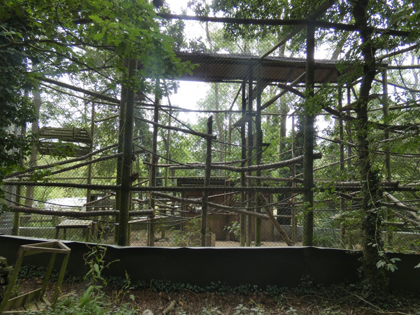 Golden-bellied Mangabey enclosure