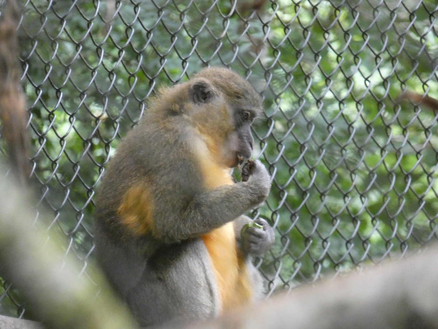 Golden-bellied Mangabey enclosure
