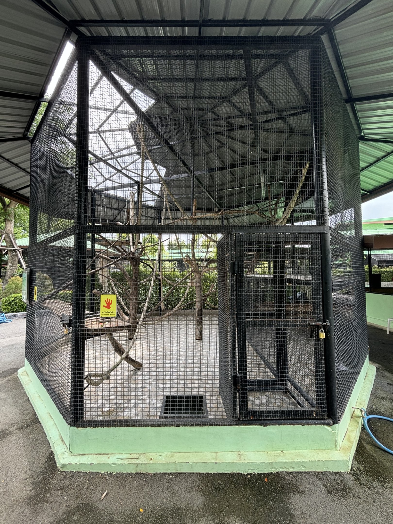 Golden-bellied Mangabey Exhibit - Lion Park