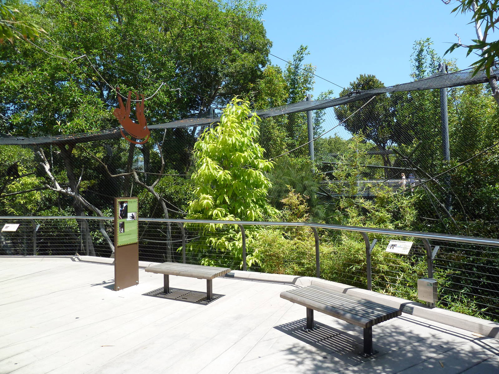 Golden-Bellied Mangabey Exhibit