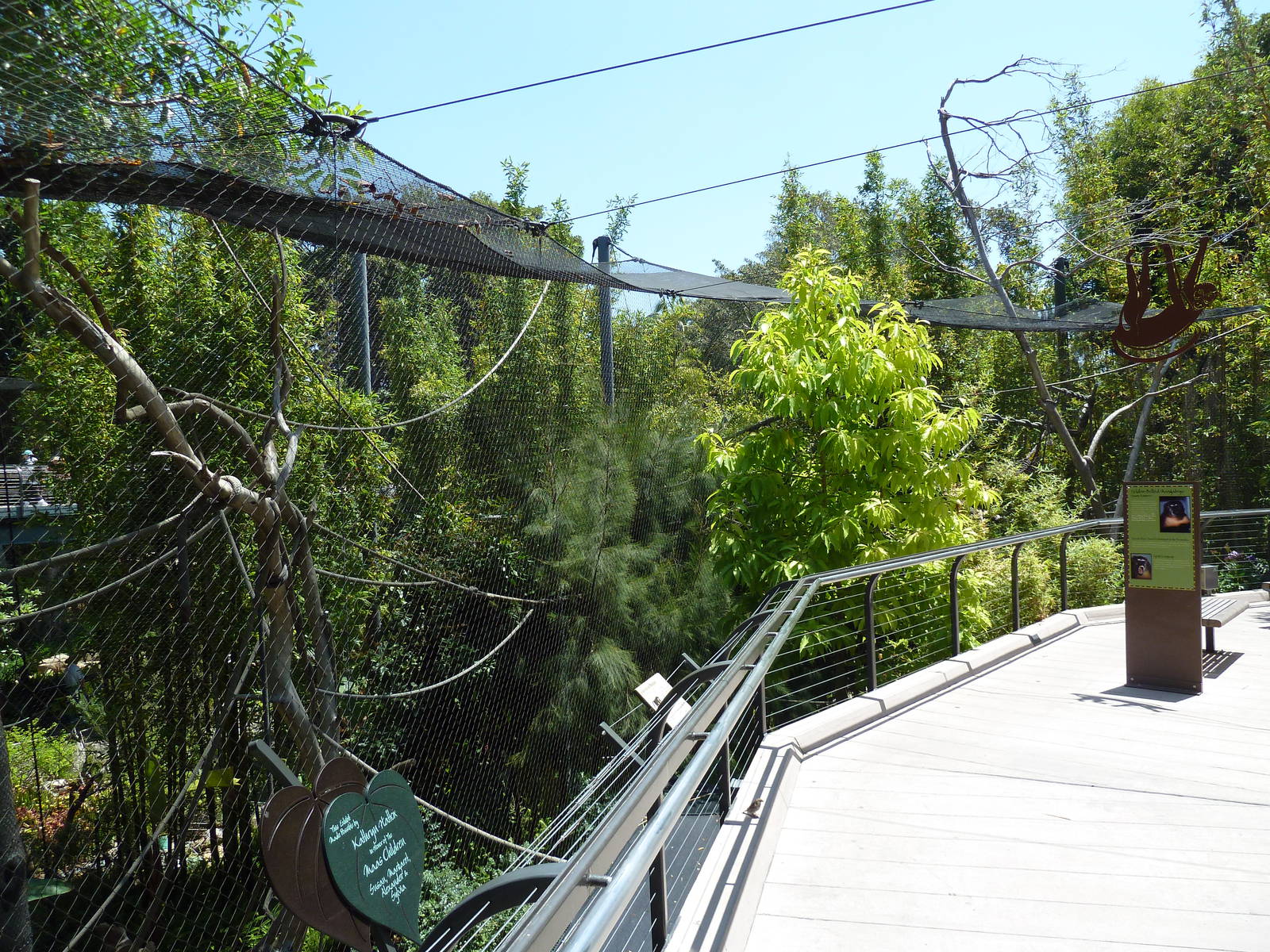 Golden-Bellied Mangabey Exhibit