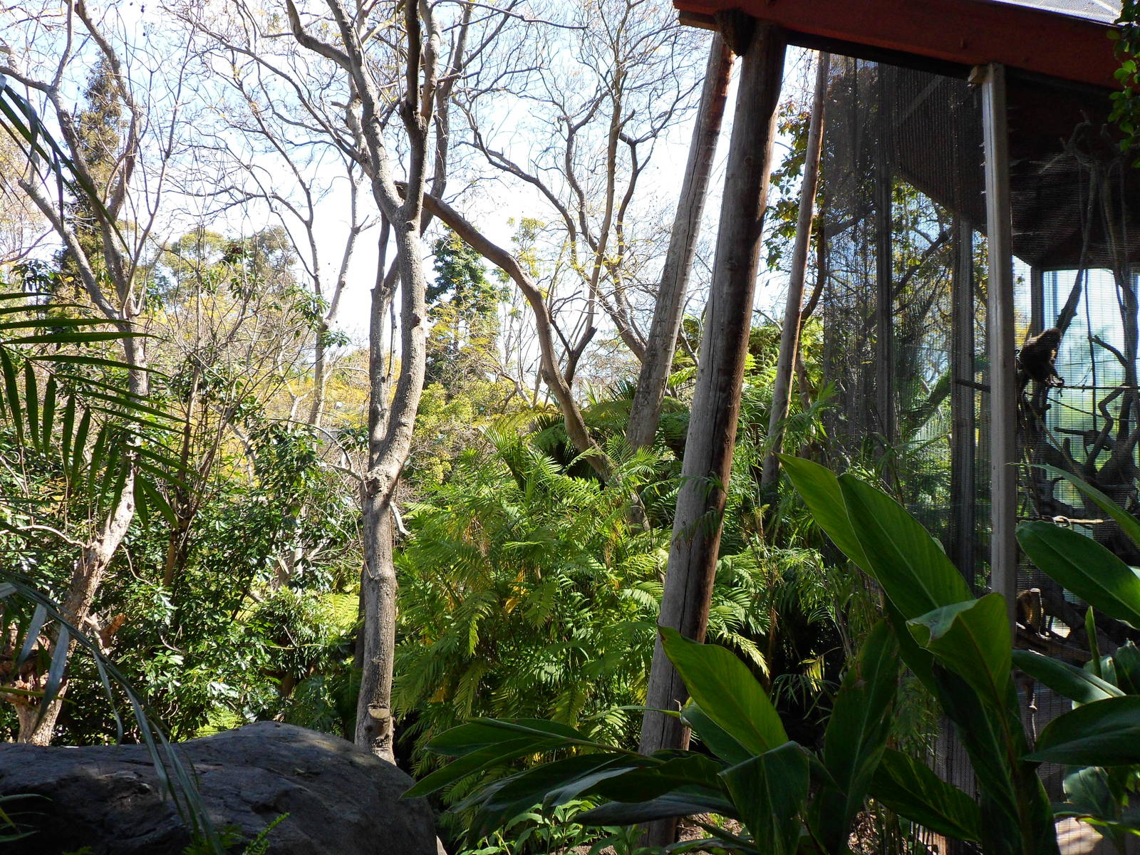 Golden-Bellied Mangabey Exhibit