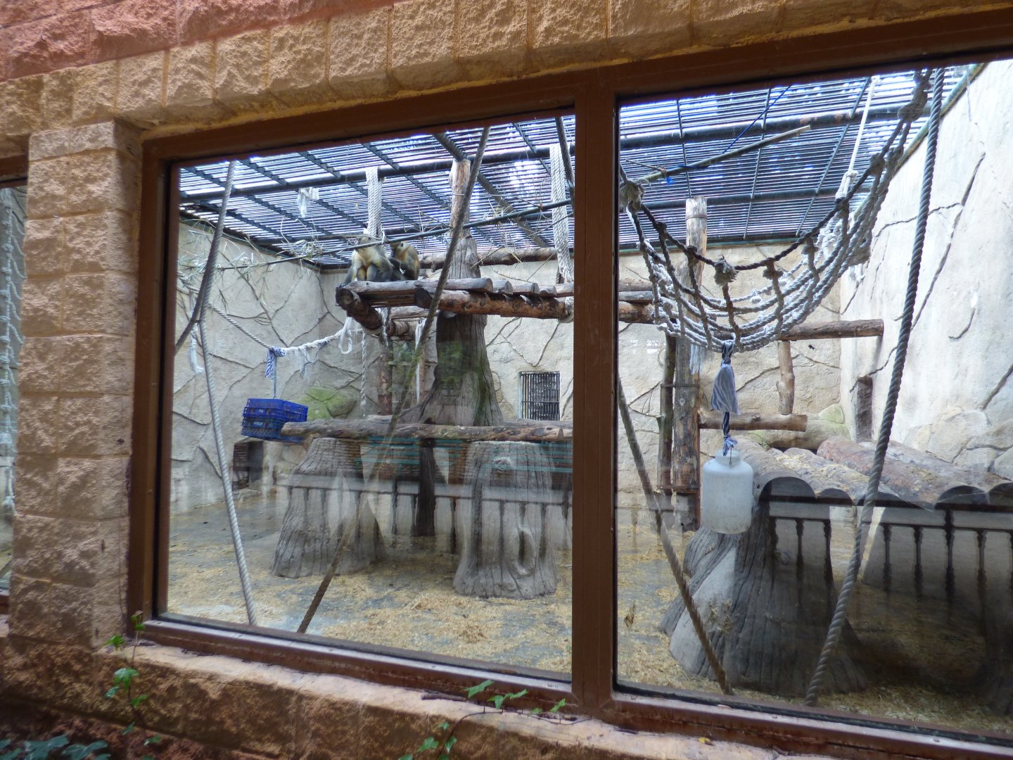 Golden Bellied Mangabey Exhibit