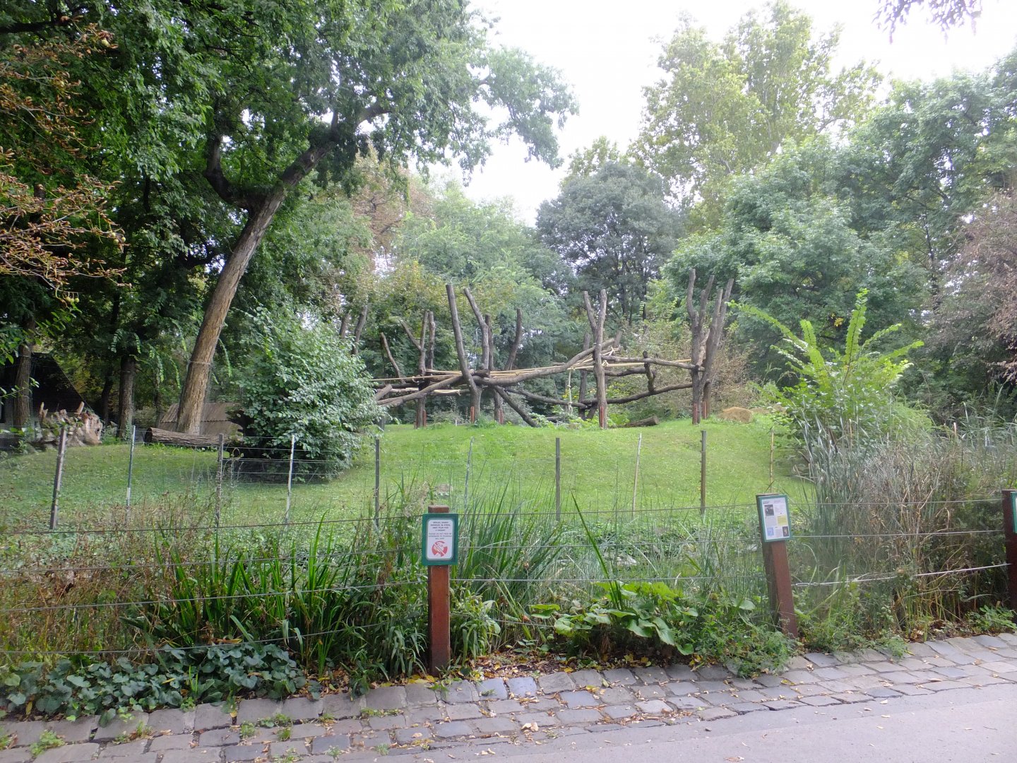 Golden-bellied mangabey island