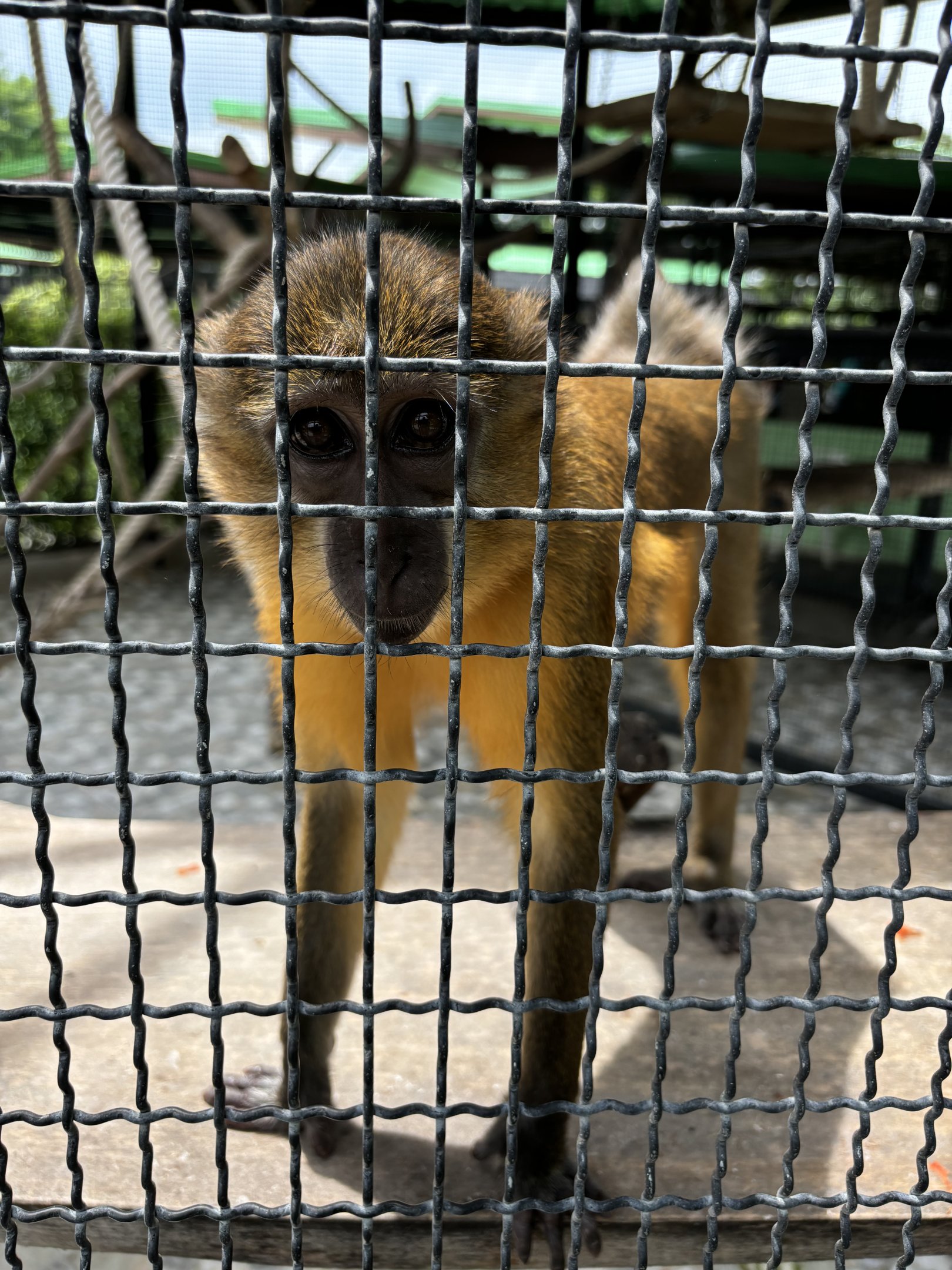 Golden-bellied Mangabey - Lion Park