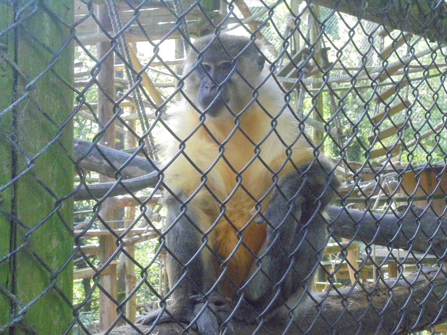 Golden-bellied Mangabey(male)