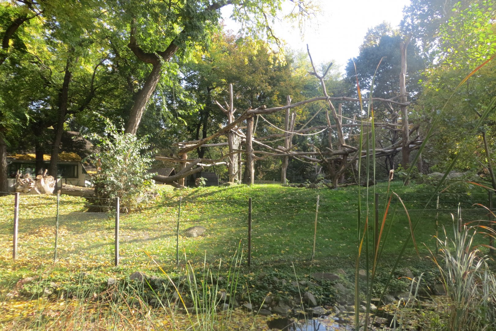 Golden-bellied mangabey outdoor enclosure 171018