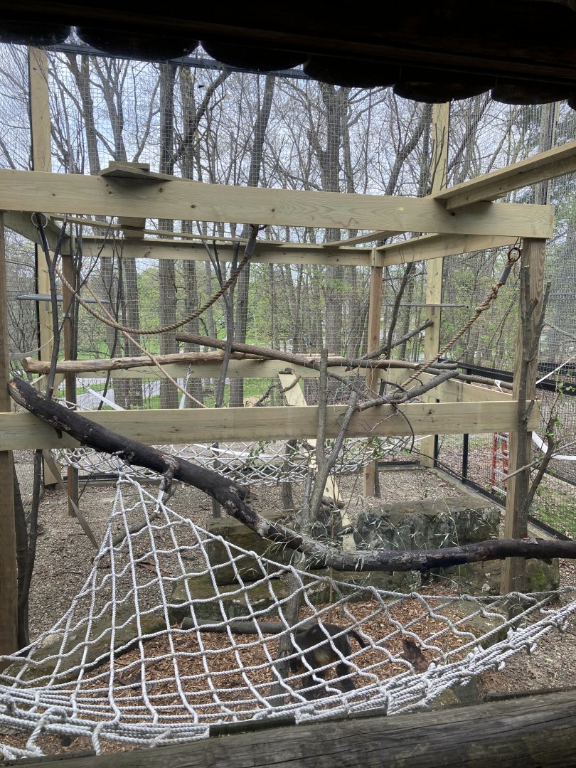 Golden-bellied mangabey Outdoor Exhibit