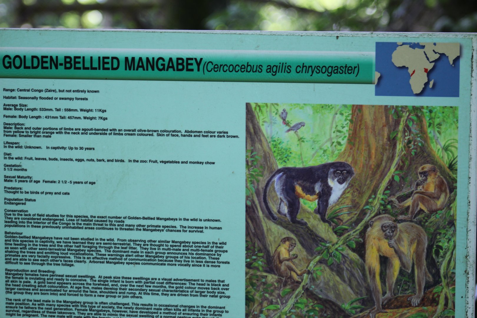 Golden-Bellied Mangabey Signage