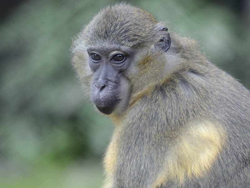 Golden-bellied mangabey