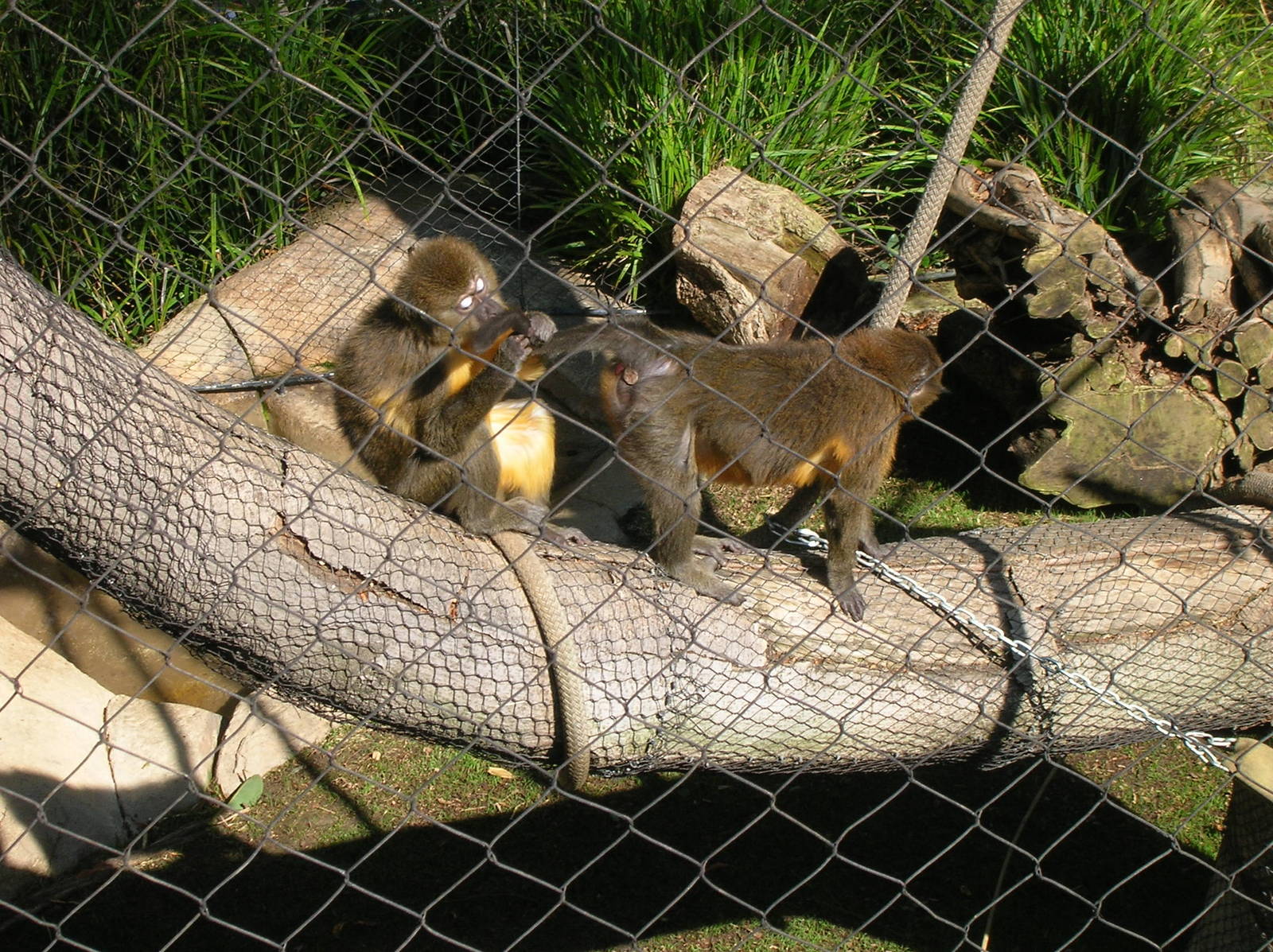 Golden-bellied Mangabey