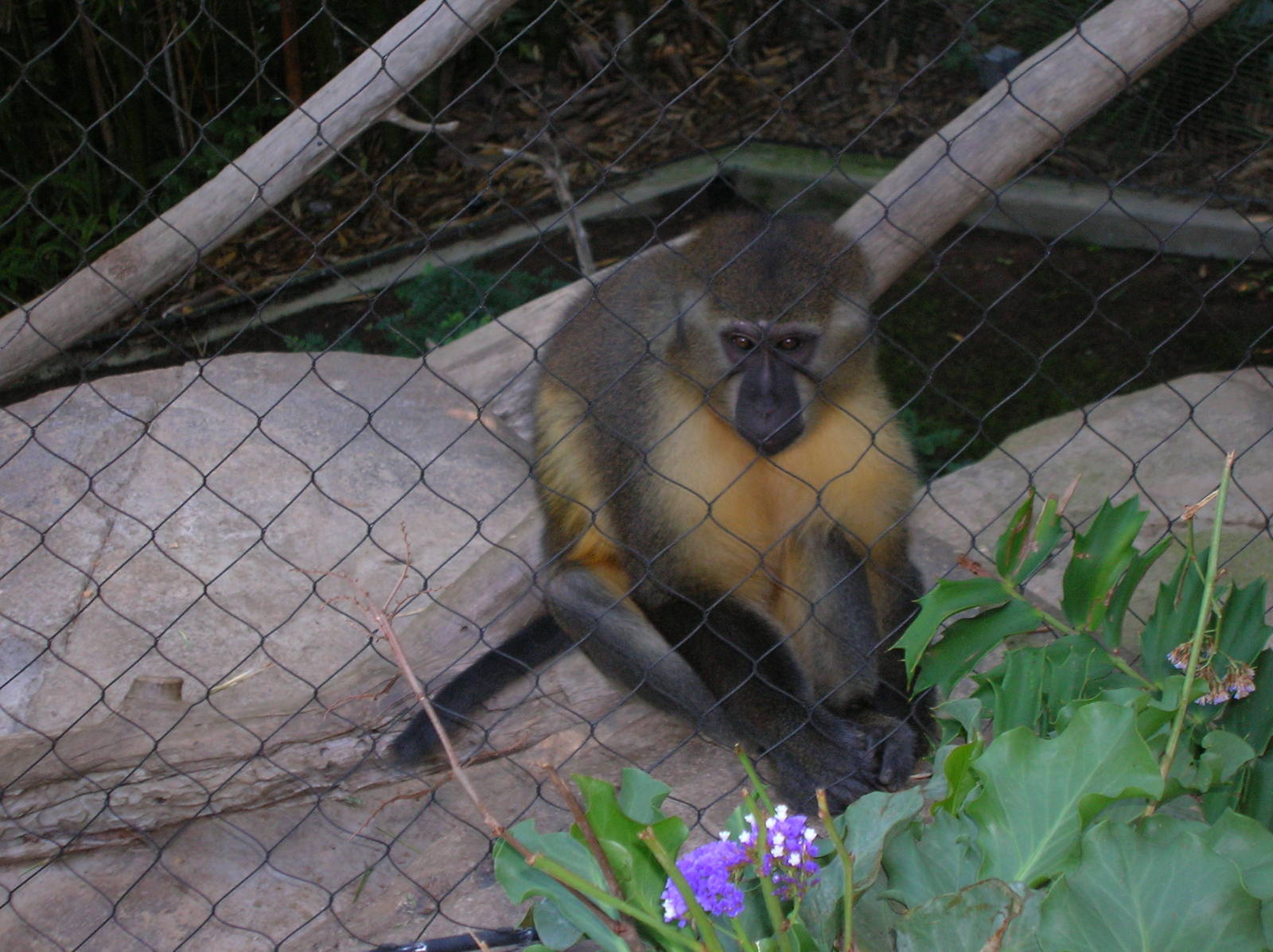 Golden-bellied Mangabey