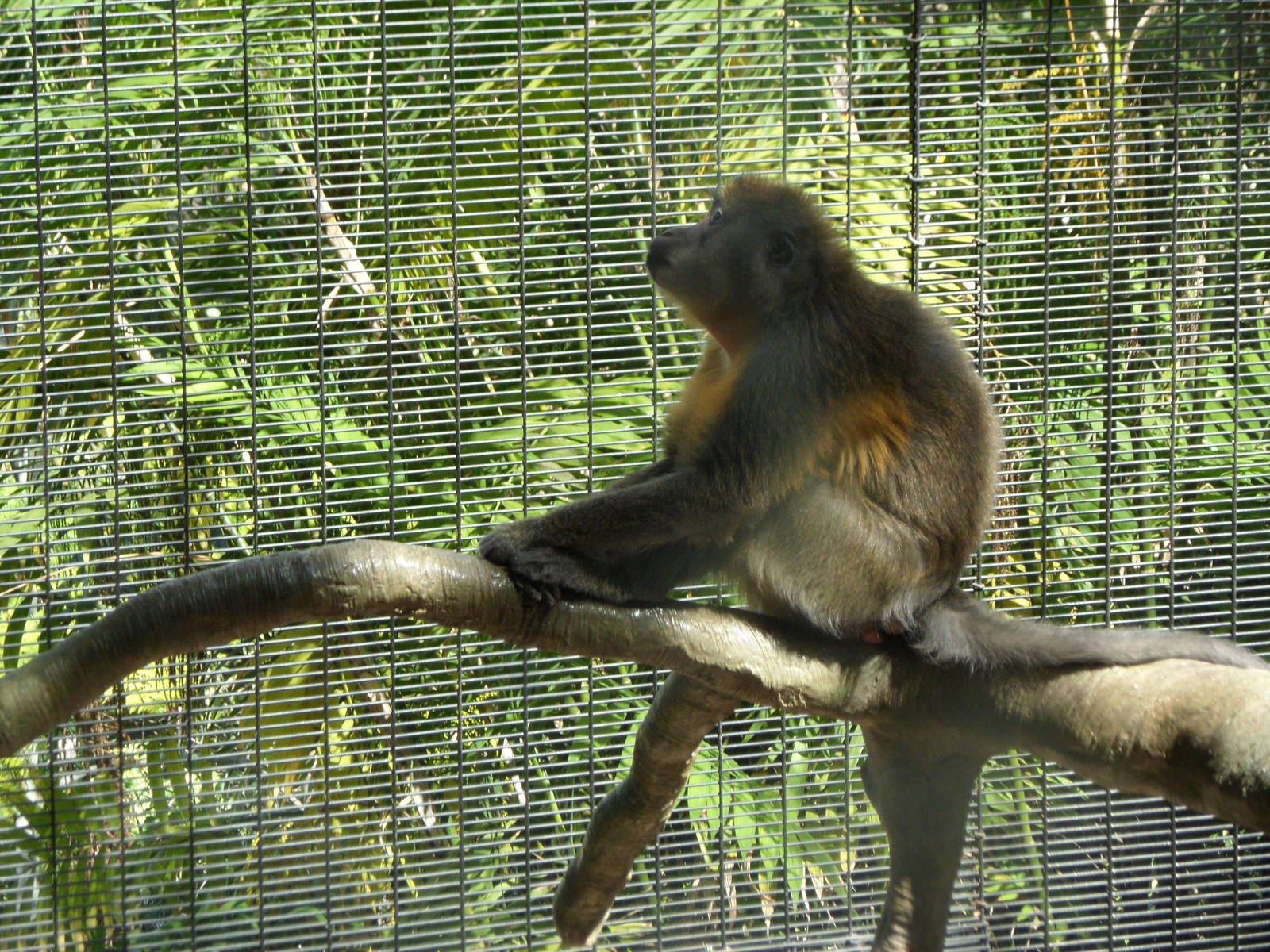 Golden-Bellied Mangabey