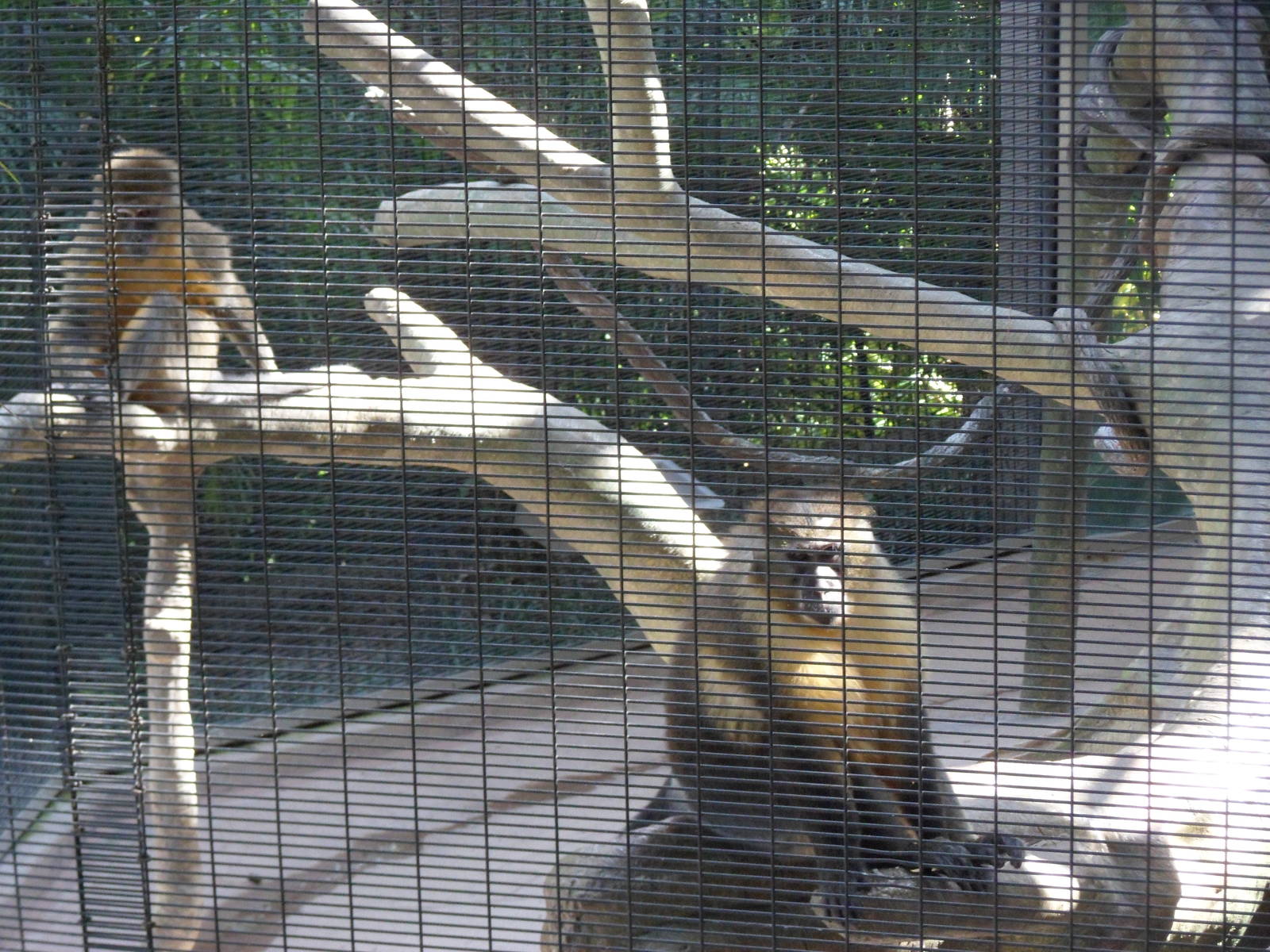 Golden-Bellied Mangabey