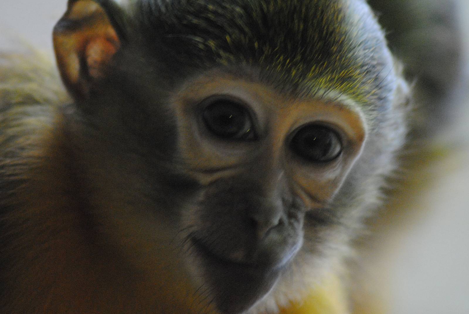 Golden-bellied mangabey