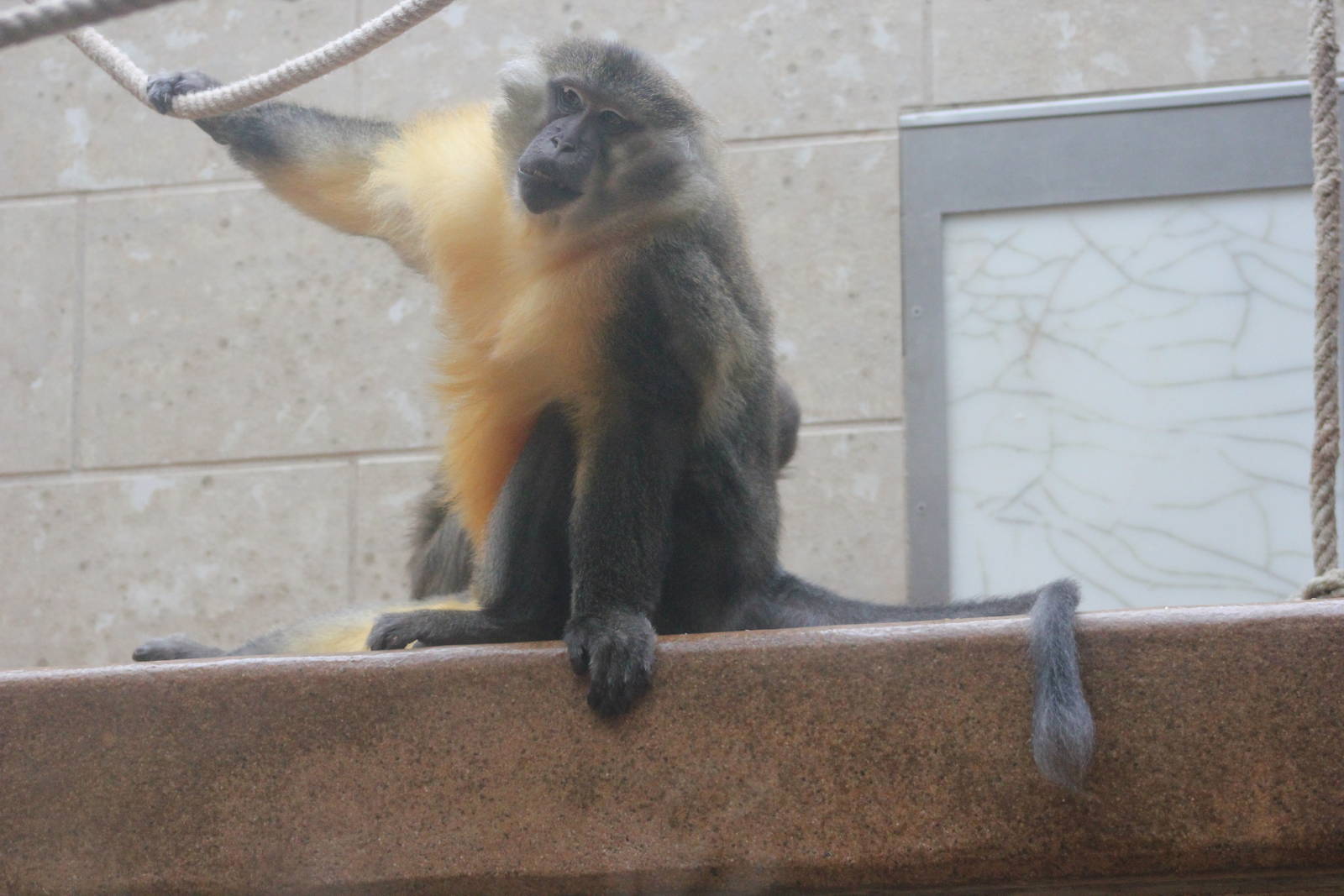 Golden-bellied mangabey