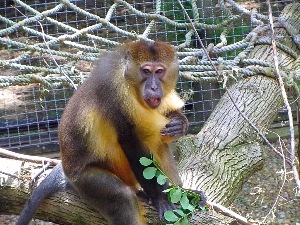 Golden-bellied Mangabey