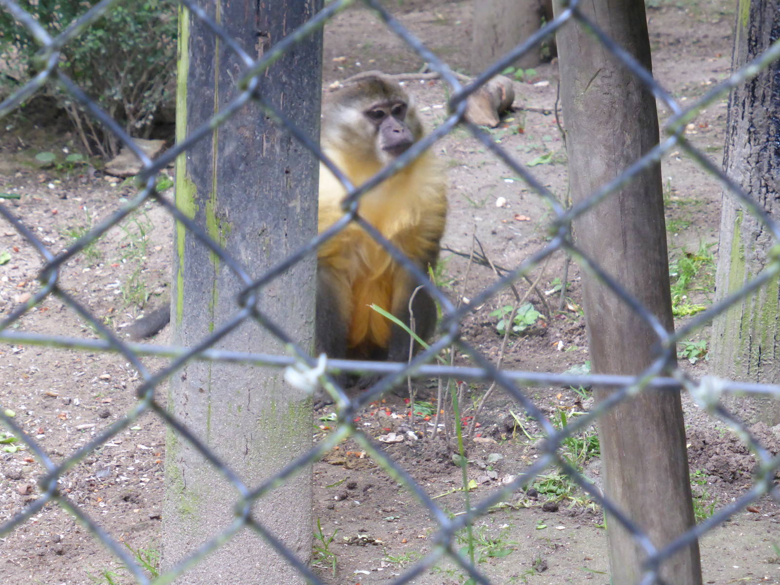 Golden-bellied mangabey