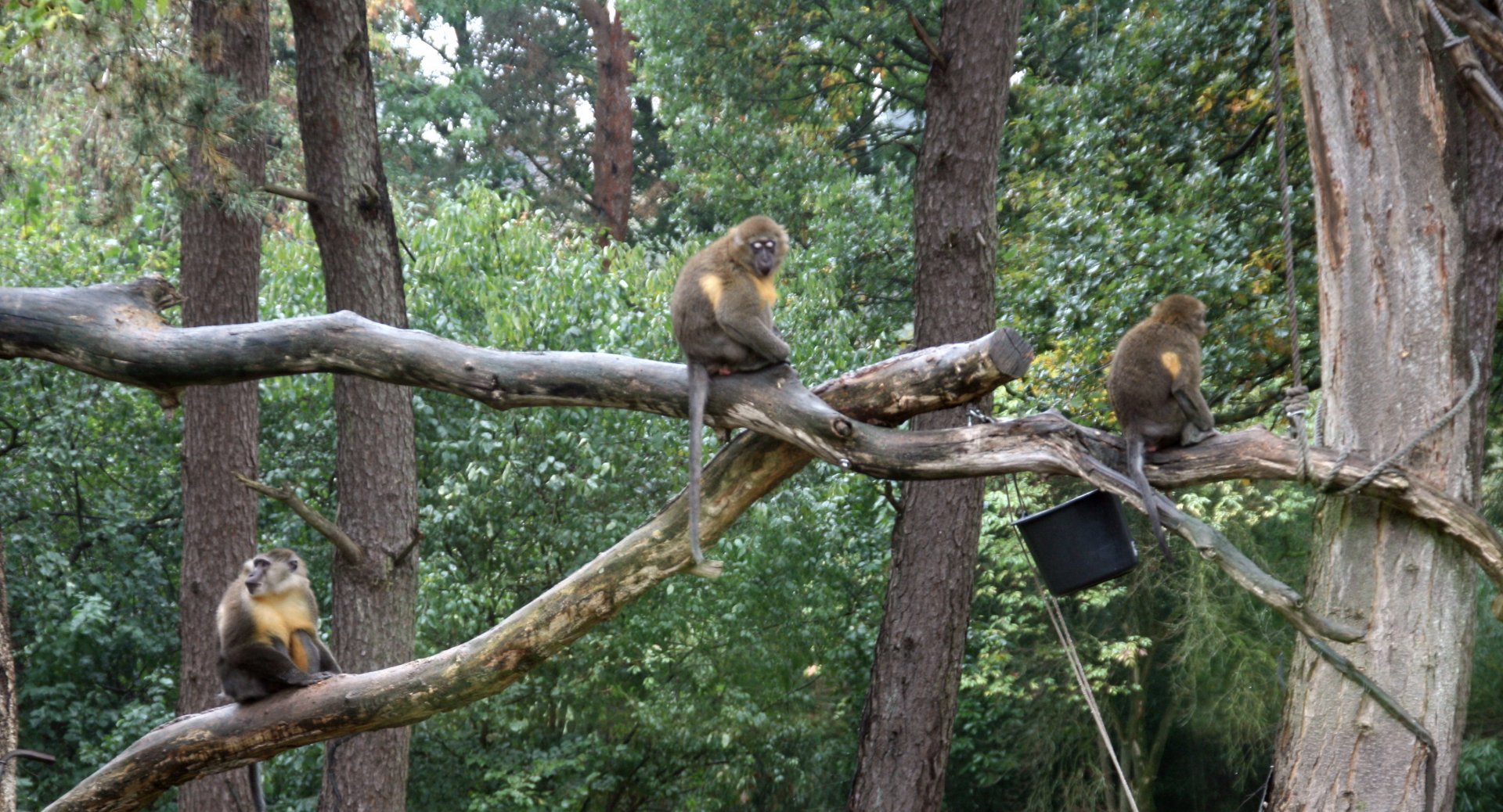 Golden-bellied mangabey