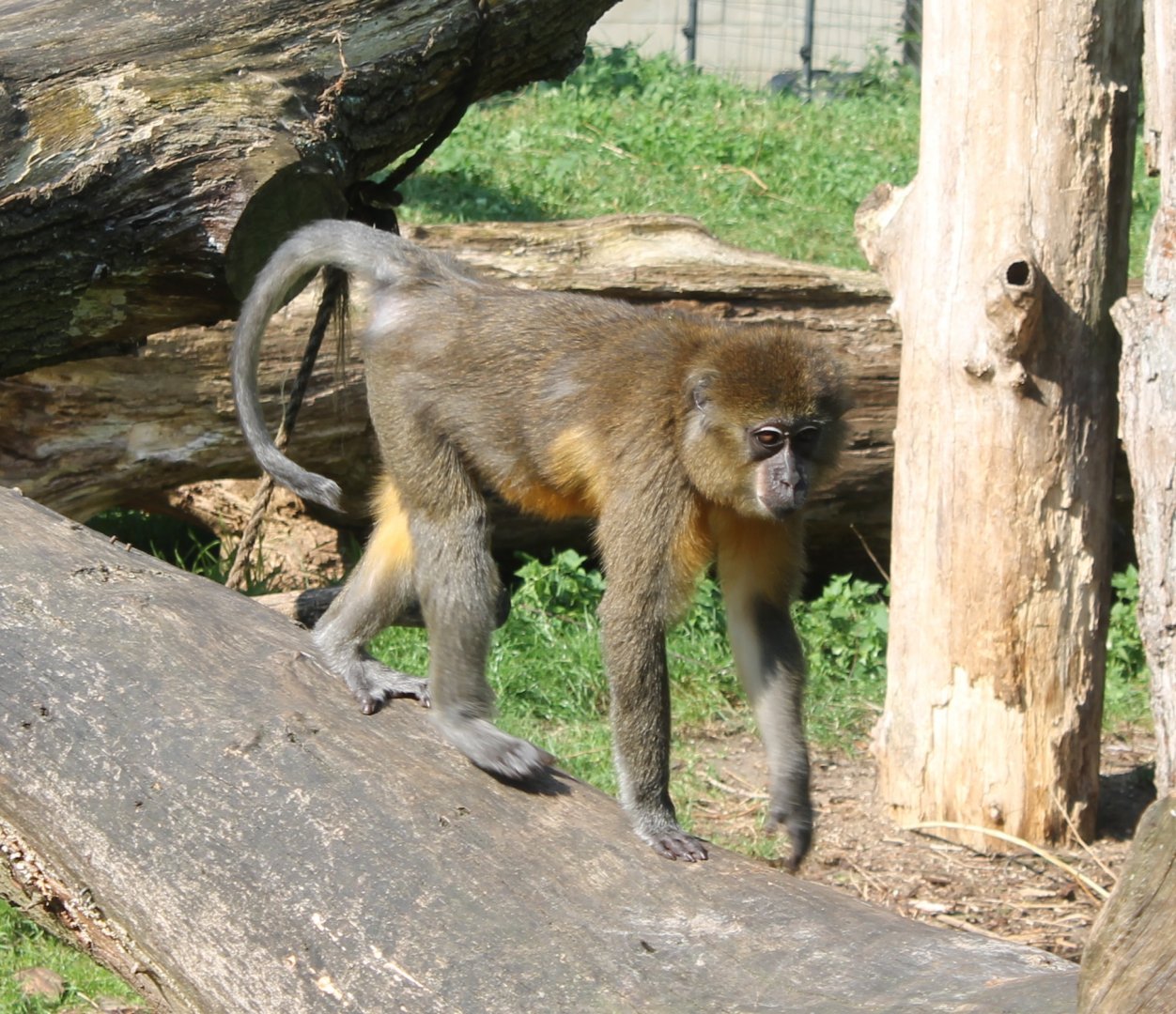 Golden-bellied mangabey